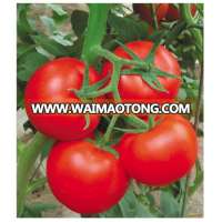 Hot Sale Chinese Vegetable Seeds High Yield Hybrid F1 Tomato Seeds For Sale-New Happy