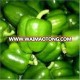 Export Prices Of Chilli Seeds