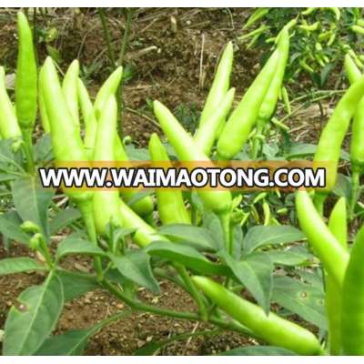 Hybrid Hot Chilli Pepper Seeds