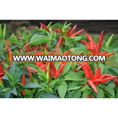 All Kinds Of Green , Red Hybrid F1 Hot Pepper Seeds