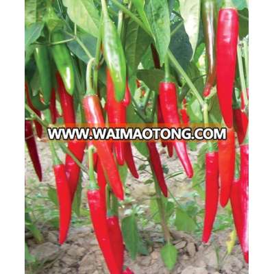 Chilli Pepper Seeds