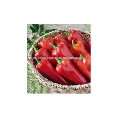 HYBRID HOT PEPPER SEEDS