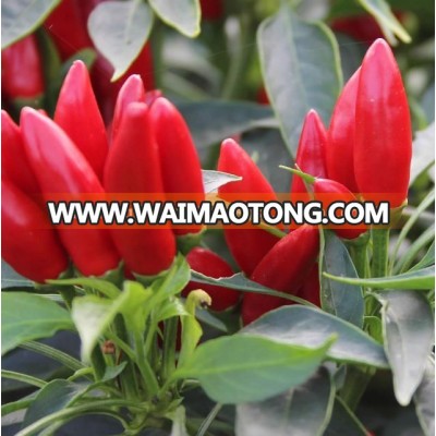 Indian Red Hot Chilli Pepper Seeds