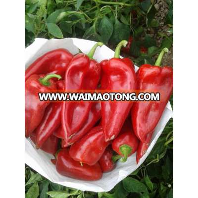 HYBRID CHILLI SEEDS