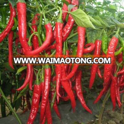 Excellent Quality Chilli Pepper Seeds