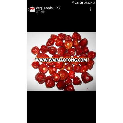 AGRICULTURE SEEDS - MARUTI CHANDRIKA F1 HYBRID HOT PEPPER SEEDS