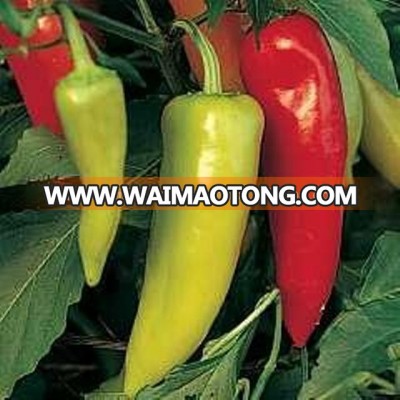 Excellent Quality Of Chilli Pepper Seeds