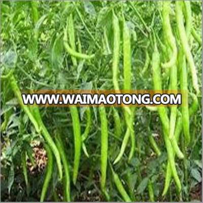 All Kinds Of Green/ Red/ Hybrid F1 Hot Pepper Seeds