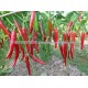 CAPSICUM SEEDS