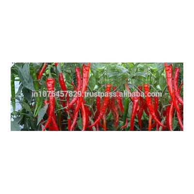 BULK VEGETABLE SEEDS FOR USA