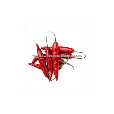 MARUTI CHANDRIKA F1 HYBRID HOT PEPPER SEEDS FOR SYRIA