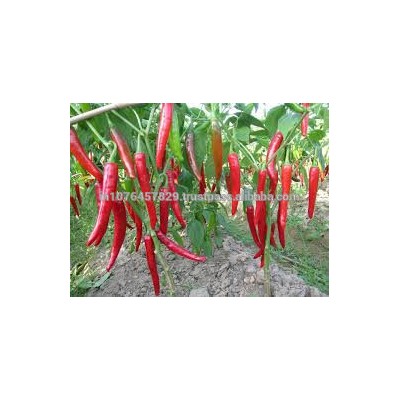 BULK VEGETABLE SEEDS FOR USA