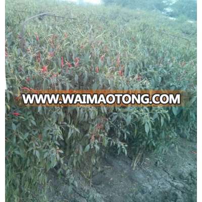 Hot Sale High Quality Hybrid Chili Seeds