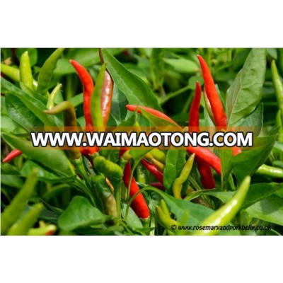 Excellent Quality Chilli Pepper Seeds