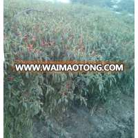 HOTPEPPER SEEDS - MARUTI 11