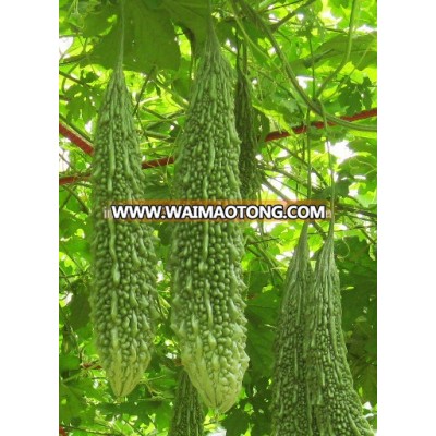 DARK GREEN KARELA F1 SEEDS