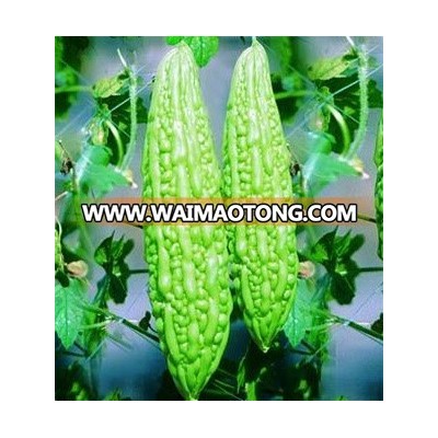 MARUTI DARK GREEN KARELA F1 HYBRID SEEDS