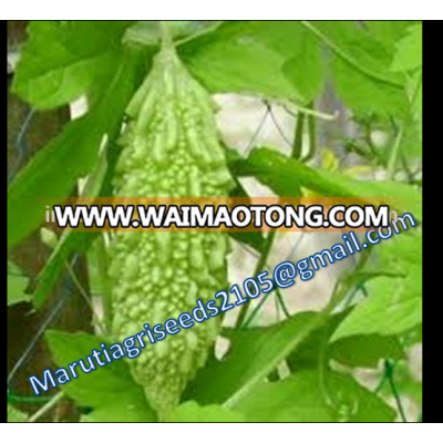 BITTERGOURD SEEDS MARUTI F1