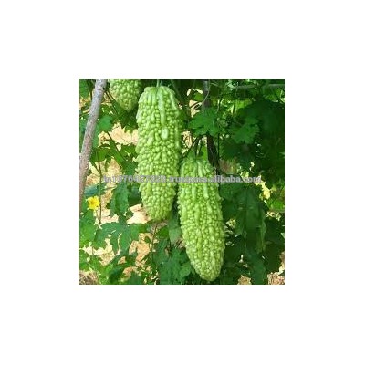 VEGETABLE SOWING SEEDS