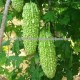 BITTERGOURD SEEDS