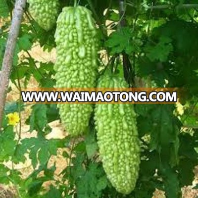 MARUTI RUDHRA F1 HYBRID - BITTERGOURD SEEDS