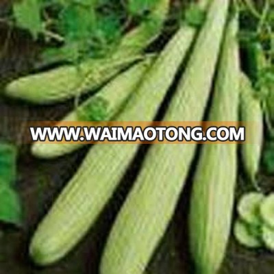 MARUTI AGRI SEEDS - BITTERGOURD SEEDS