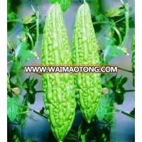 OP BITTERGOURD SEEDS (MARUTI AGRI SEEDS)