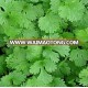 CORIANDER SEEDS - MARUTI MADHUR