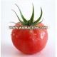 High quality Hybrid tomato seeds vegetable seeds