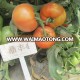 Hot Sale Chinese Vegetable Seeds  tomato seeds