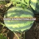 Watermelon No.1 Oval crimson sweet watermelon seeds