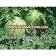 XL middle maturity and high resistance watermelon seeds