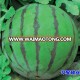 XY No.10 chinese hybrid watermelon seed for sale