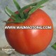 Sem-Determinate Large globe hybrid tomato F1 Round